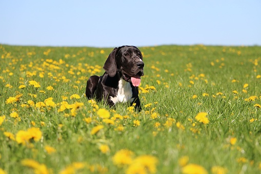 black great dane is lying on a field with dandelions