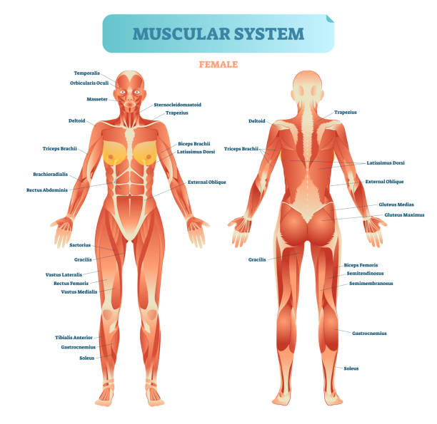 男性の筋肉系、筋方式、ベクトル図教育ポスターを完全解剖学的人体図。 - 人体部位点のイラスト素材／クリップアート素材／マンガ素材／アイコン素材