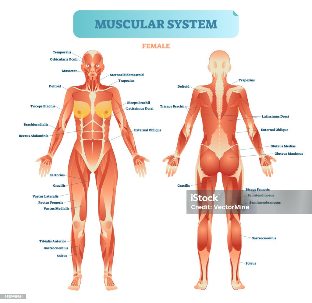 Male muscular system, full anatomical body diagram with muscle scheme, vector illustration educational poster. Male muscular system, full anatomical body diagram with muscle scheme, vector illustration educational poster. Fitness health care information. Muscle stock vector