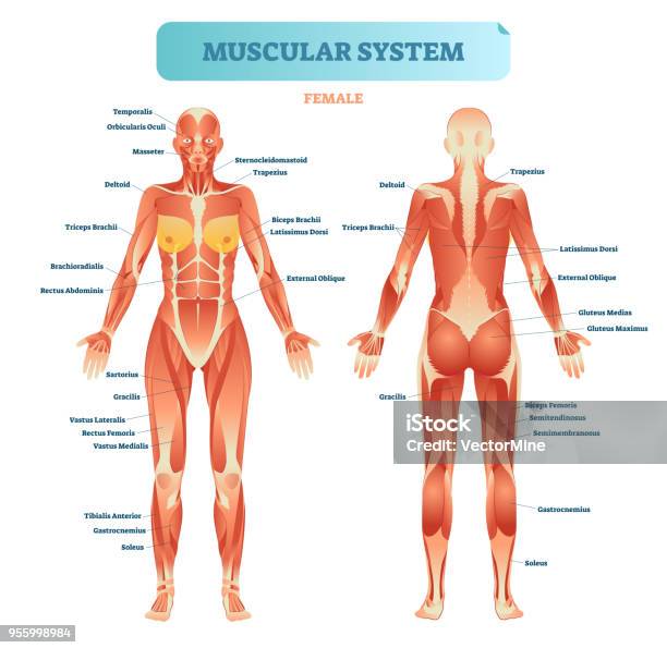 Male Muscular System Full Anatomical Body Diagram With Muscle Scheme Vector Illustration Educational Poster Stock Illustration - Download Image Now