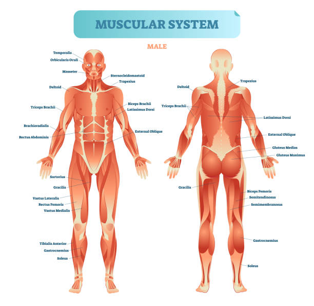 Male muscular system, full anatomical body diagram with muscle scheme, vector illustration educational poster. Male muscular system, full anatomical body diagram with muscle scheme, vector illustration educational poster. Fitness health care information. deltoid stock illustrations