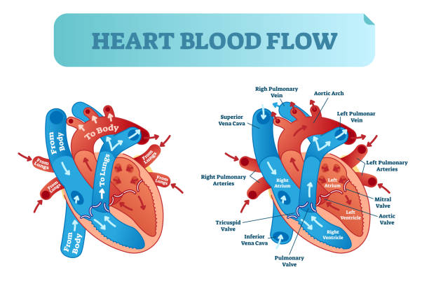 Heart blood flow circulation anatomical diagram with atrium and ventricle system. Vector illustration labeled medical poster. Heart blood flow anatomical diagram with atrium and ventricle system. Vector illustration labeled medical poster. Blood circulation path scheme with arrows. blood flow stock illustrations