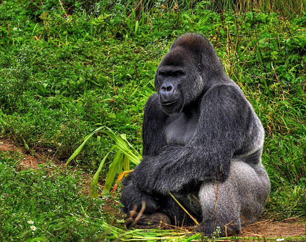 Silverback gorilla. Looking at camera.