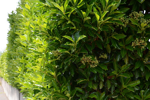A hedge of Sweet viburnum