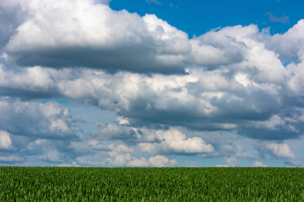 istock Scenic View Of Wheat Field Against Cloudy Sky 956003252