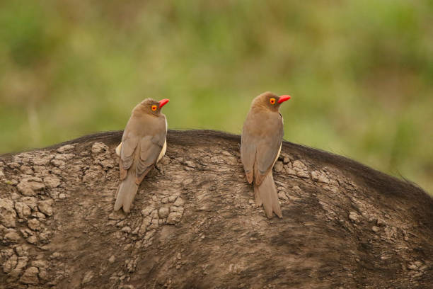Animal Bird Oxpeckers Red Africa Wildlife Nature Buffalo Wings Flying Parasite Stock Photo - Download Image Now - iStock Animal Bird Oxpeckers Red Africa Wildlife Nature Buffalo Wings Flying Parasite Stock Photo - Download Image Now - iStock