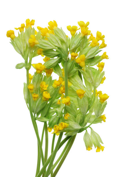 istock First April forest wild  gentle yellow flowers bunch. 956003582