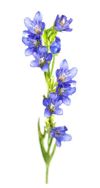 blue flower 