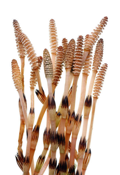 istock Spring stems and young sprouts of forest plant horsetail. 956003742