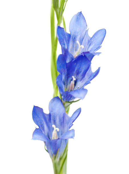 istock blue flower 