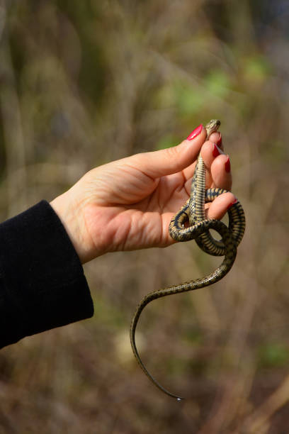 istock Woman holding snake in hand 956003868