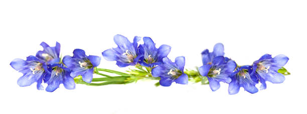 istock blue flower 