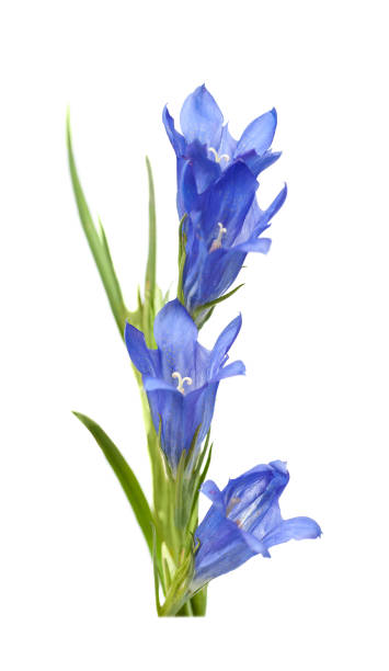 blue flower 
