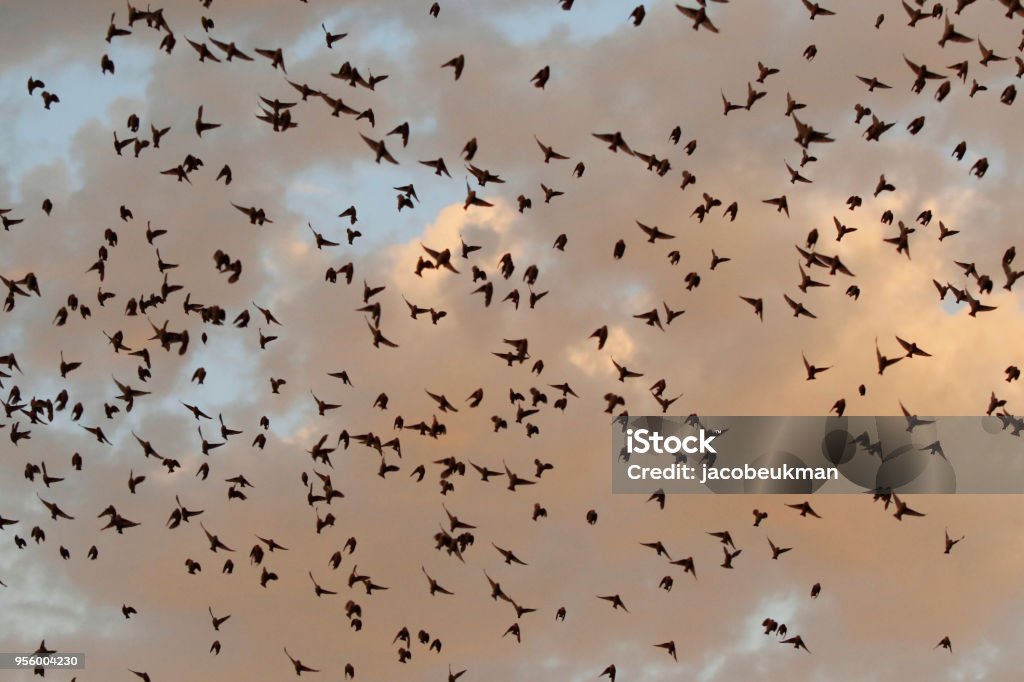 Animal bird quelea finch swarm Africa wildlife nature wings flying formation Africa Stock Photo