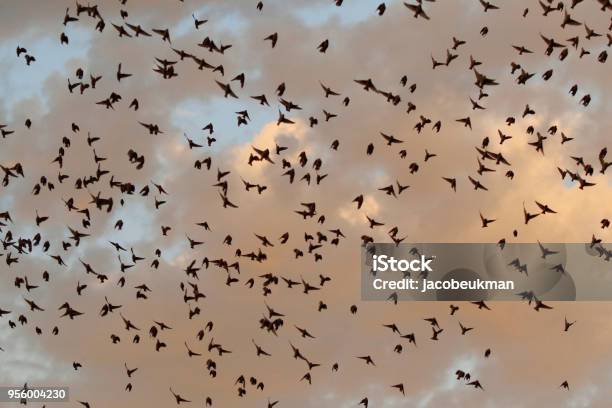 Animal Bird Quelea Finch Swarm Africa Wildlife Nature Wings Flying Formation Stock Photo - Download Image Now