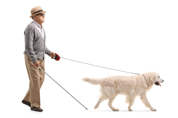 istock Blind mature man walking with the help of a dog 956005506