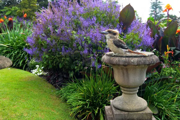 Laughing kookaburra, scientific name Dacelo novaeguineae, perched atop a pedestal like a statue in a beautiful flower garden.