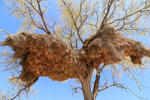 Animal birds nests trees acacia breading sociable weaver grass wildlife nature Africa safari wilderness