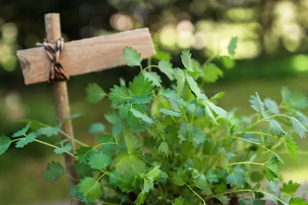 Photo of Salad burnet (Sanguisorba minor) with a blank plant marker in the garden, copy space