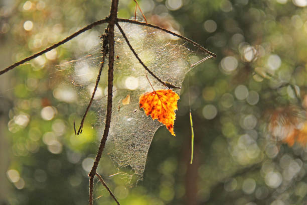 istock One Autumn Orange Leaf is Hanging on a Tree Branch 956014220