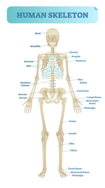 Human skeletal system, anatomical model. Medical vector illustration poster, educational information. Full human skeleton anatomical model. Medical vector illustration poster, educational information. Head, ribcage, arms, hips, legs and other main bone structure. sternum stock illustrations