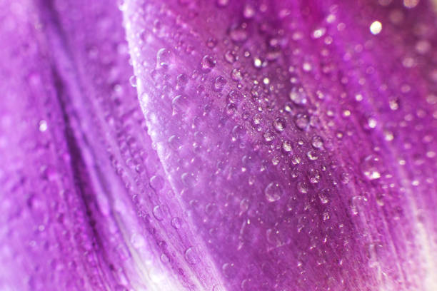 istock flower petal with water droplets macro. tulip 956017192