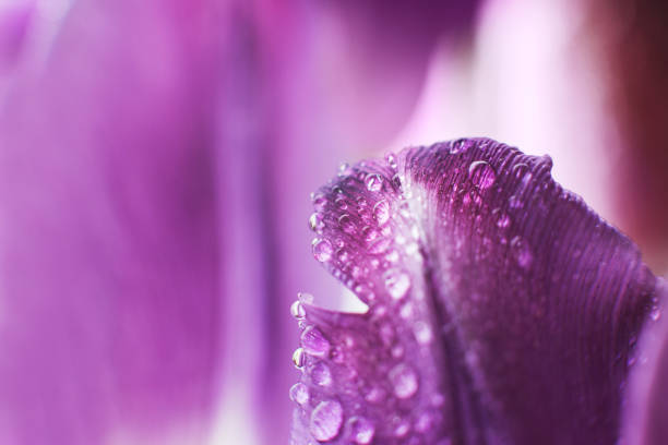 istock flower petal with water droplets macro. tulip 956017380