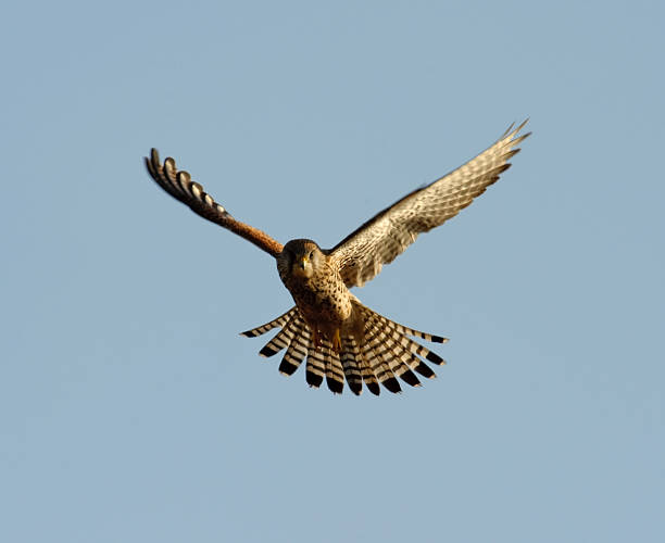 Falcon hovering  falco tinnunculus stock pictures, royalty-free photos & images