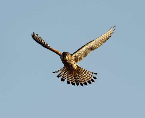 sokół unosić się w powietrzu - kestrel hawk beak falcon zdjęcia i obrazy z banku zdjęć