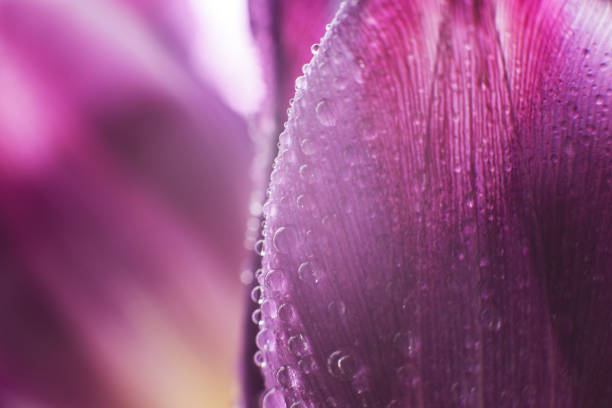 istock flower petal with water droplets macro. tulip 956019354
