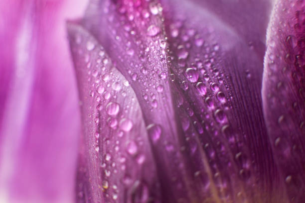 istock flower petal with water droplets macro. tulip 956019400