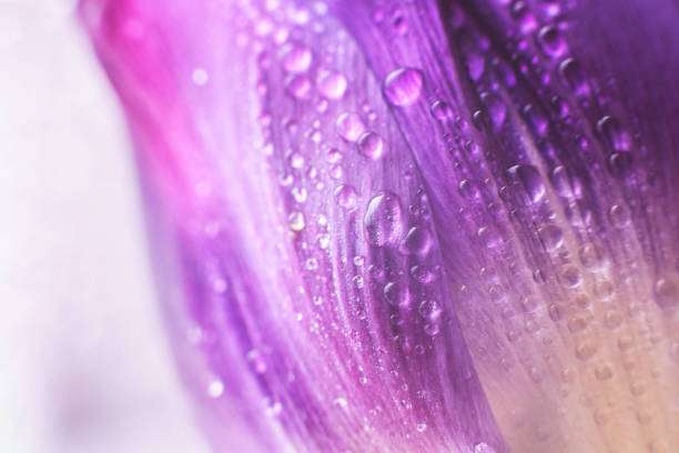 istock flower petal with water droplets macro. tulip 956019462
