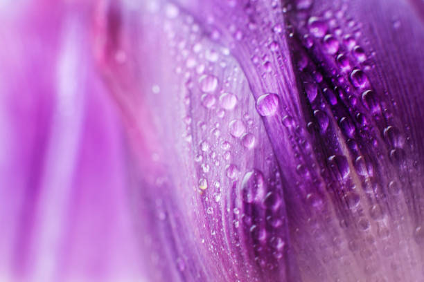 istock flower petal with water droplets macro. tulip 956019524