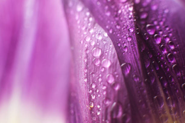istock flower petal with water droplets macro. tulip 956019602