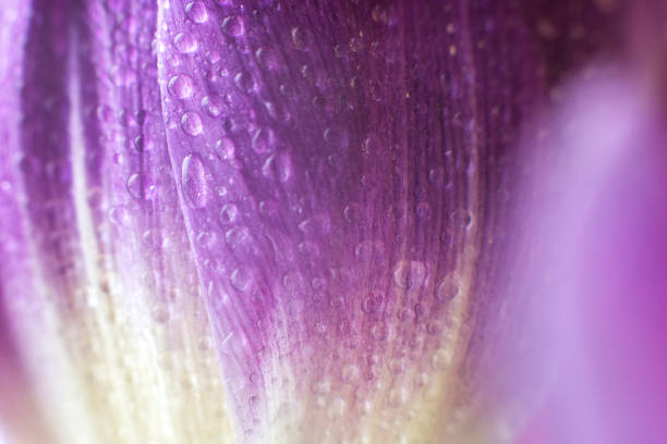 istock flower petal with water droplets macro. tulip 956019684