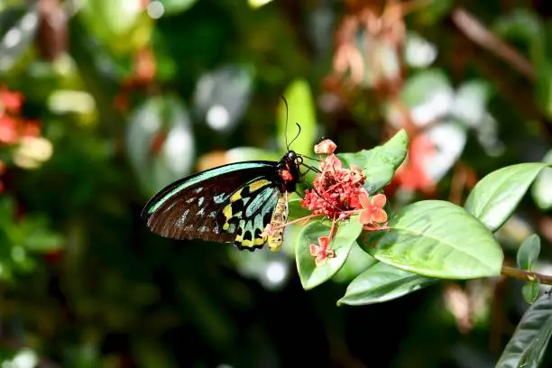 Photo of Cairns BirdWing Butterfly