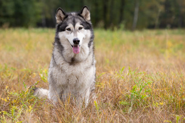 istock Dog breed Alaskan Malamute sitting on autumn meadow 956025368