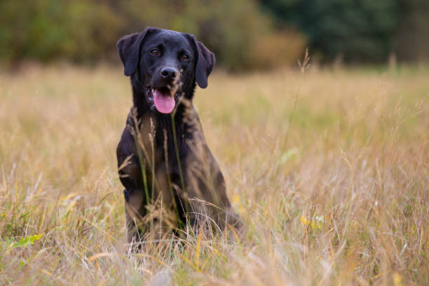 istock Black labrador retriever sitting on the autumn meadow 956025422