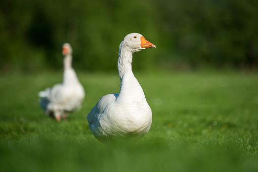 Two white goose on spring green grass