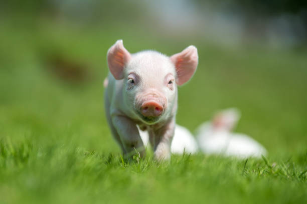 istock Newborn piglet on spring green grass on a farm 956025906