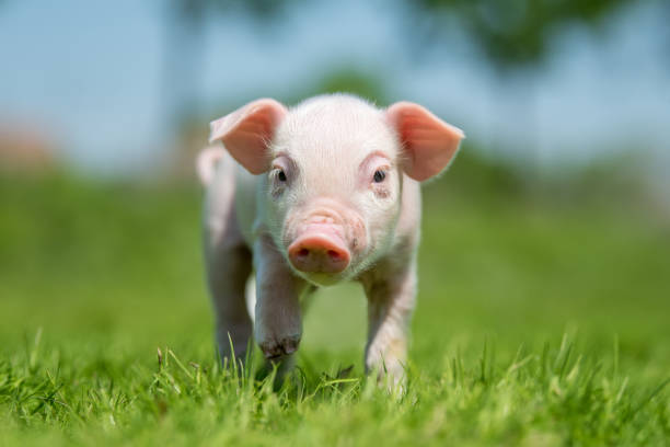 istock Newborn piglet on spring green grass on a farm 956025908