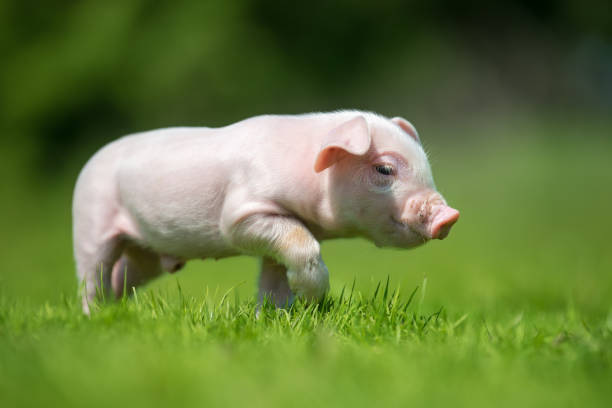 istock Newborn piglet on spring green grass on a farm 956025922
