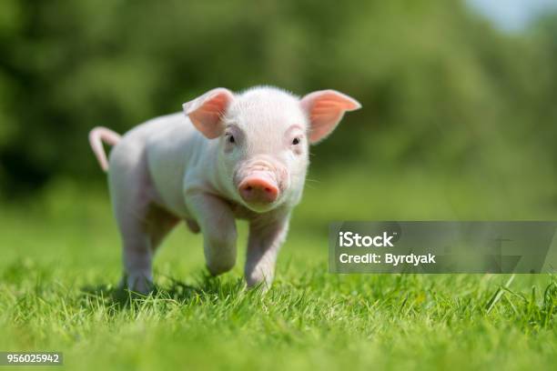 Photo libre de droit de Porcelet Nouveauné Sur Lherbe De Printemps Vert Dans Une Ferme banque d'images et plus d'images libres de droit de Porc - Mammifère ongulé