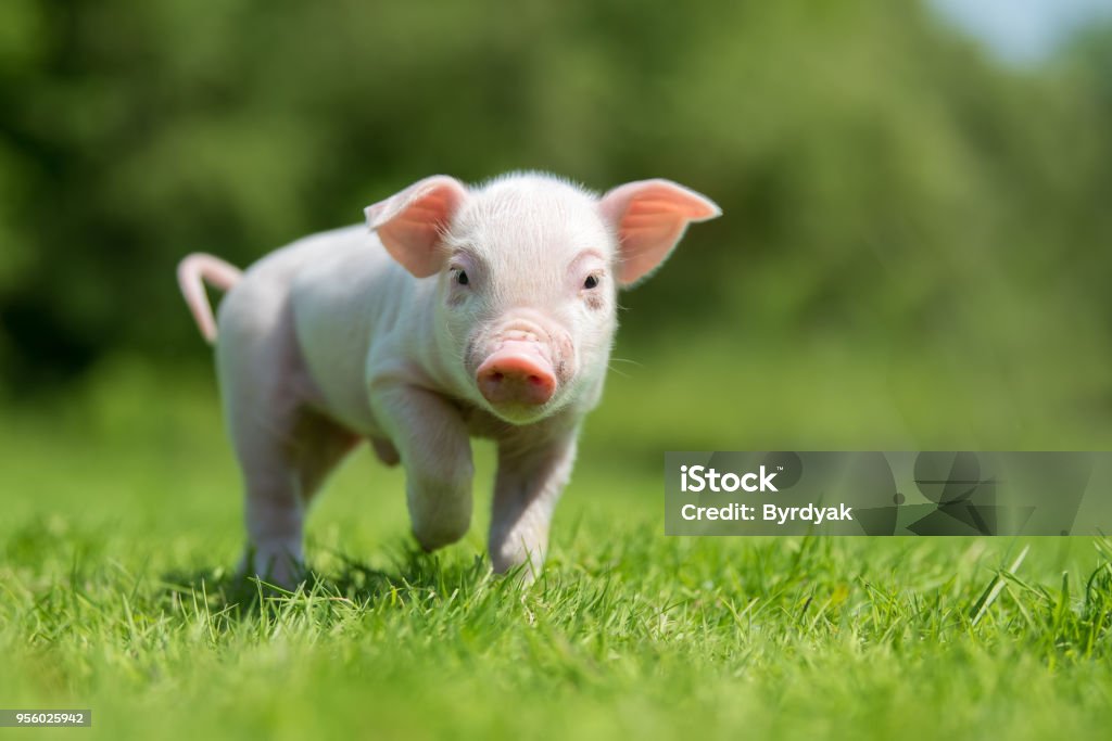 Newborn piglet on spring green grass on a farm Pig Stock Photo