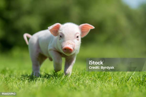 Newborn Piglet On Spring Green Grass On A Farm Stock Photo - Download Image Now - Pig, Piglet, Cute