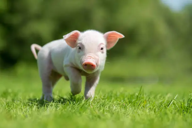 Photo of Newborn piglet on spring green grass on a farm