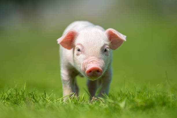 istock Newborn piglet on spring green grass on a farm 956025956