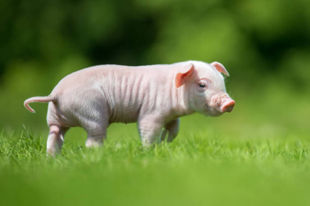 istock Newborn piglet on spring green grass on a farm 956025976