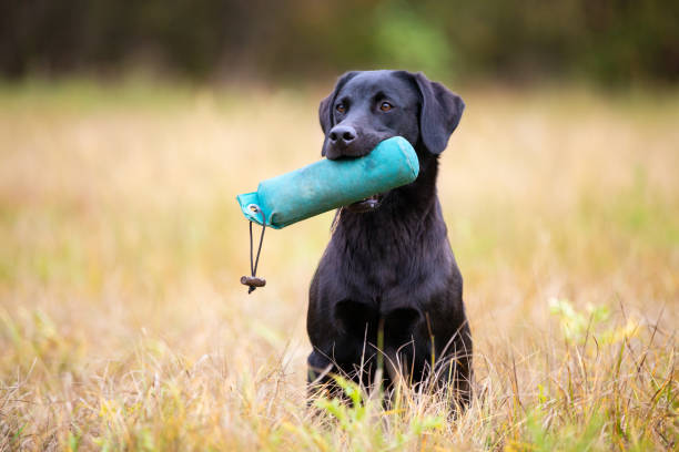 Black Labrador Retriever with dummy stock photo