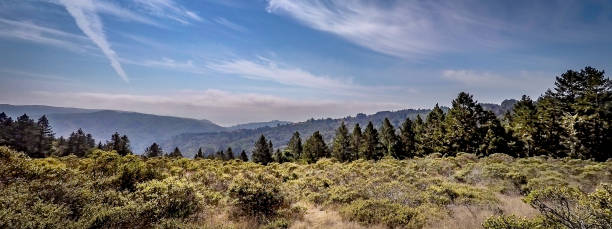 Muir Woods landscape as taken from the peak. Muir Woods in California. stock photo